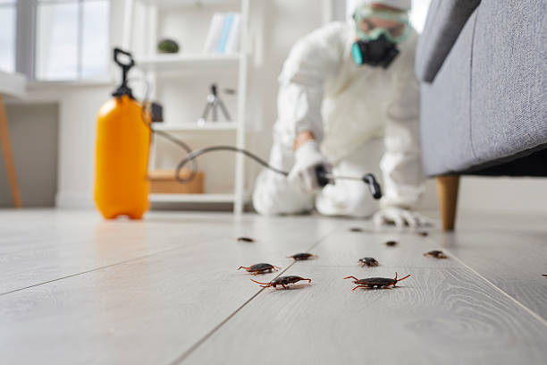Commercial Rodent Management in Lake Hamilton